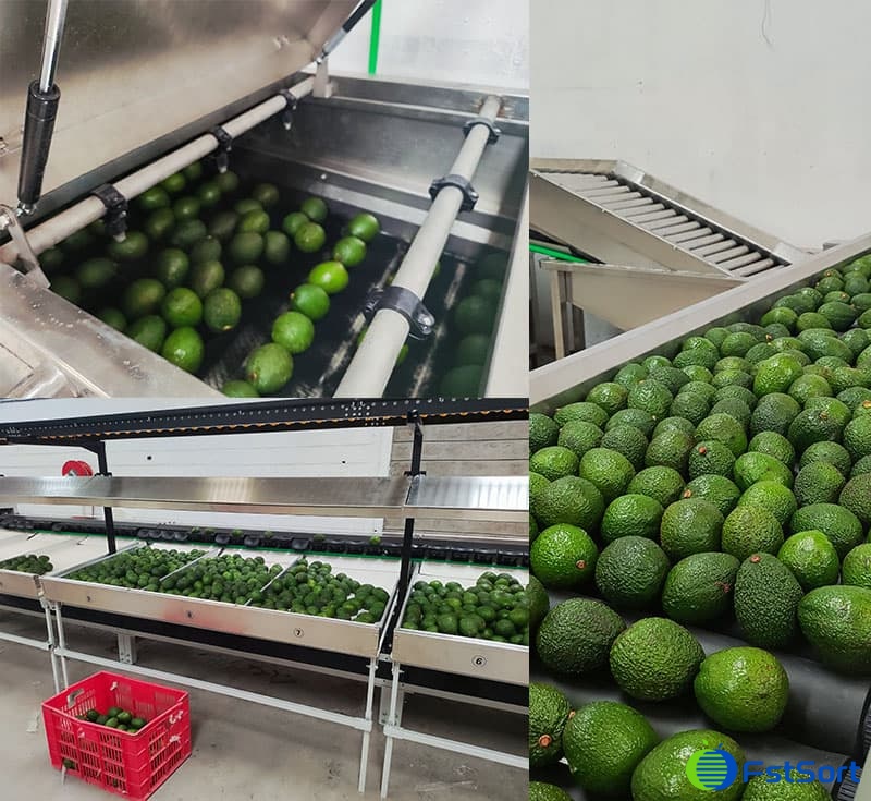 images/1714632200978avocado washing sorting machine.jpg